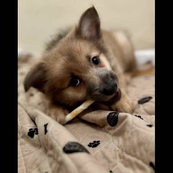 Pomeranian - Both