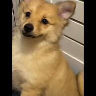 Pomeranian - Both