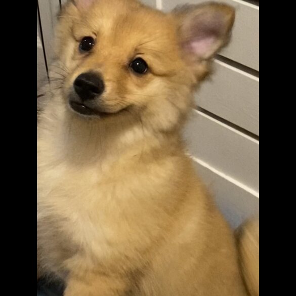 Pomeranian - Both