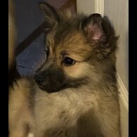 Pomeranian - Both