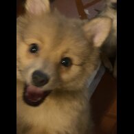 Pomeranian - Both
