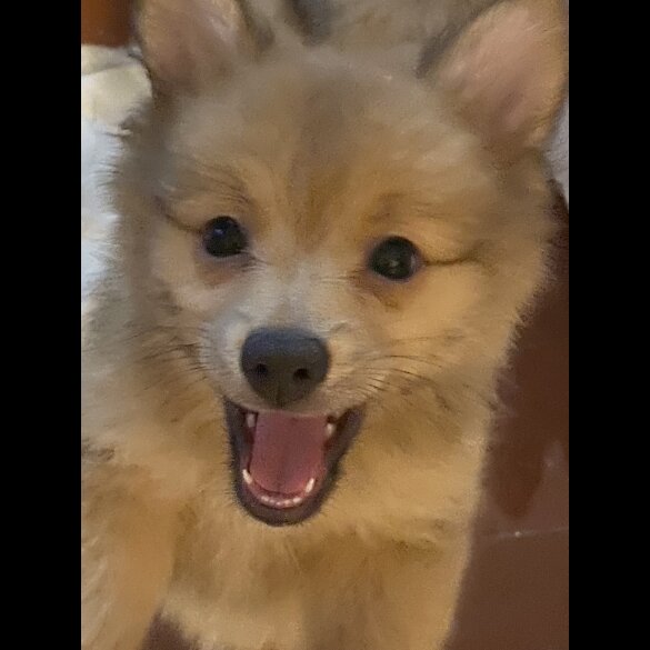 Pomeranian - Both