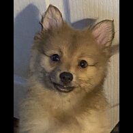 Pomeranian - Both