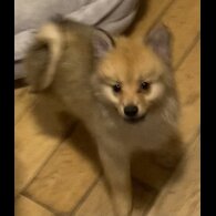 Pomeranian - Both