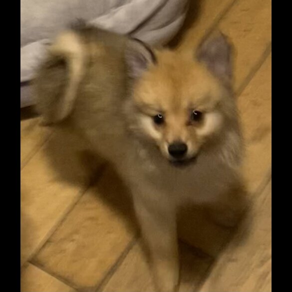 Pomeranian - Both