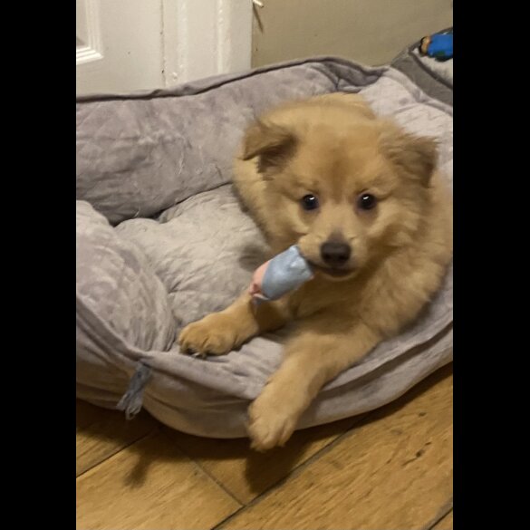 Pomeranian - Both