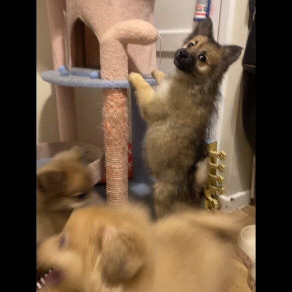 Pomeranian - Both