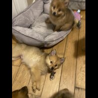 Pomeranian - Both