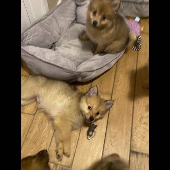 Pomeranian - Both