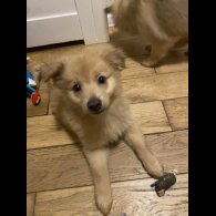 Pomeranian - Both