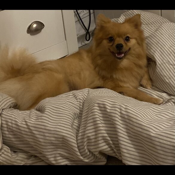 Pomeranian - Both
