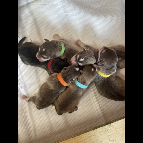 Pomsky - Bitches