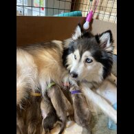 Pomsky - Bitches