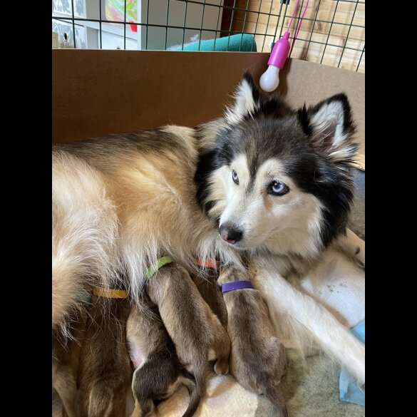 Pomsky - Bitches