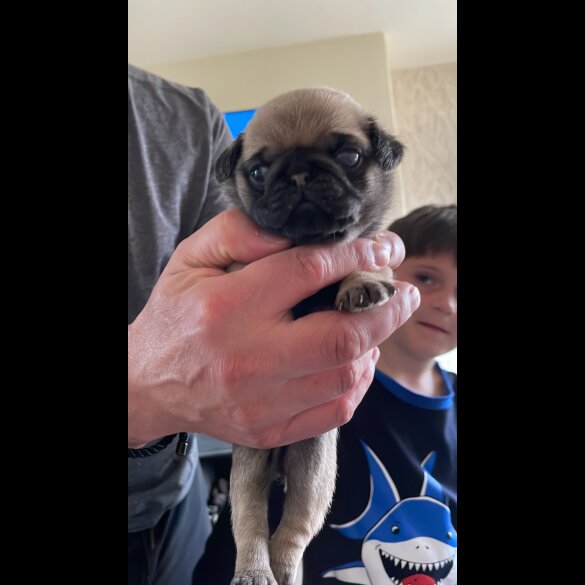 Pug - Both
