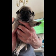 Pug - Both