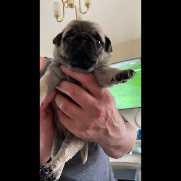 Pug - Both
