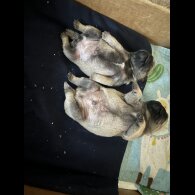 Pug - Both