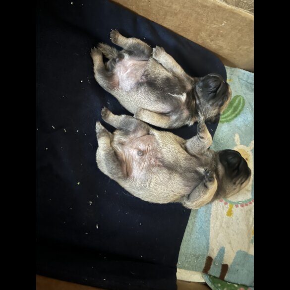 Pug - Both