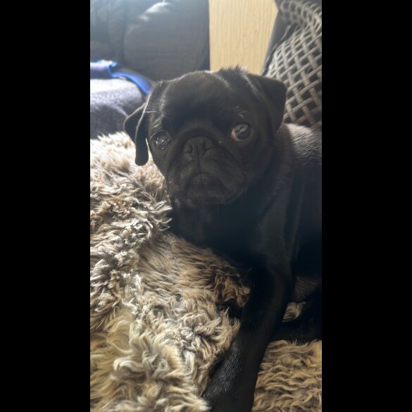 Pug - Both