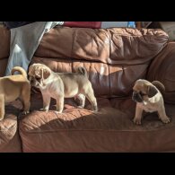 Pug - Both