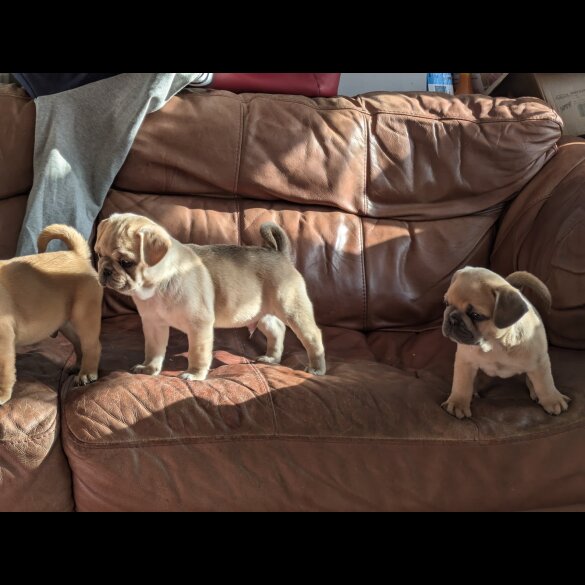 Pug - Both