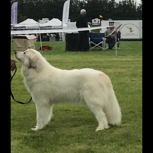 Pyrenean Mountain Dog - Both