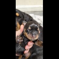 Rottweiler - Both