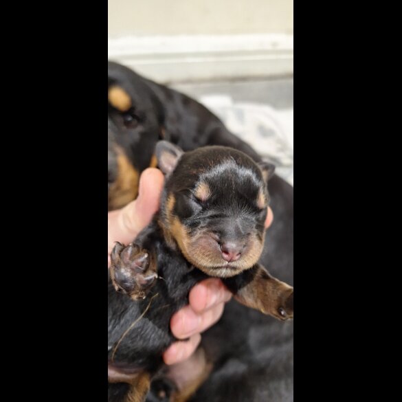 Rottweiler - Both