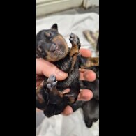 Rottweiler - Both