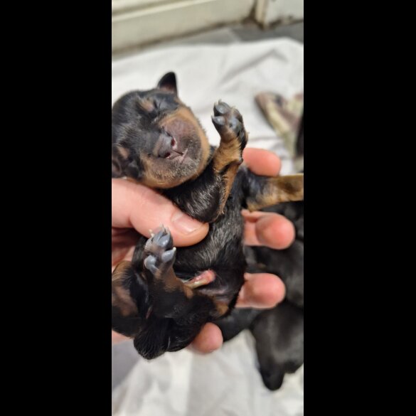 Rottweiler - Both