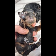 Rottweiler - Both