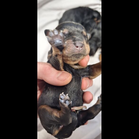 Rottweiler - Both