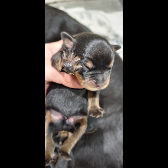 Rottweiler - Both