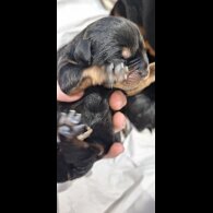 Rottweiler - Both