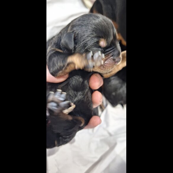 Rottweiler - Both