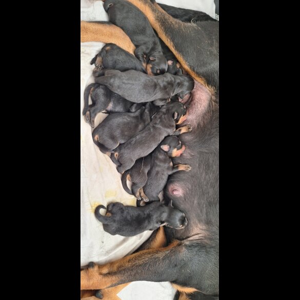 Rottweiler - Both