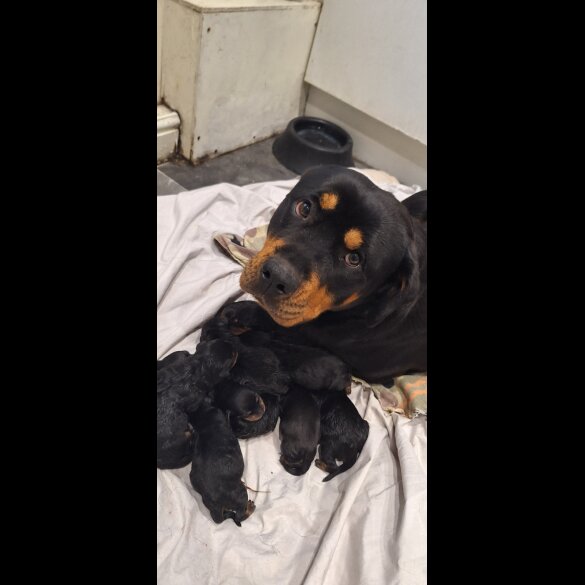 Rottweiler - Both
