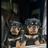 Rottweiler - Bitches