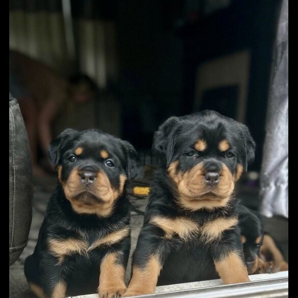 Rottweiler - Bitches