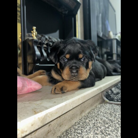Rottweiler - Bitches