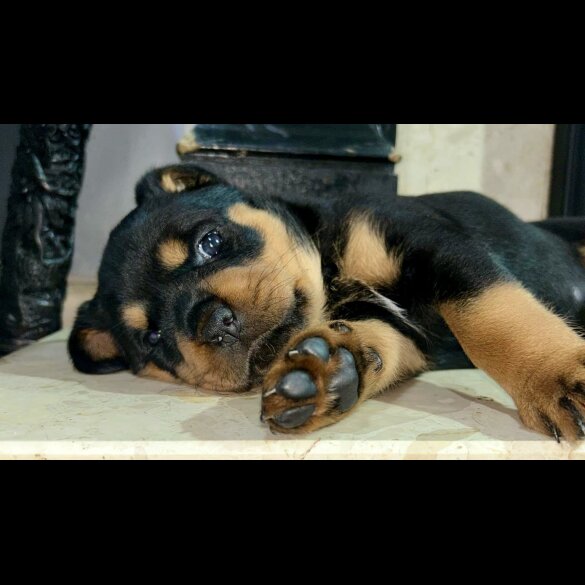 Rottweiler - Bitches