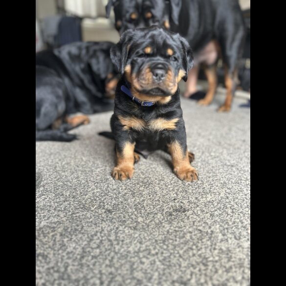 Rottweiler - Bitches