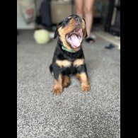 Rottweiler - Bitches