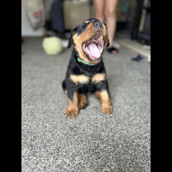 Rottweiler - Bitches
