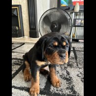 Rottweiler - Bitches