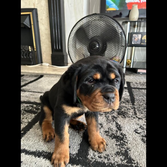 Rottweiler - Bitches