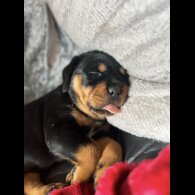 Rottweiler - Bitches