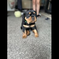 Rottweiler - Bitches