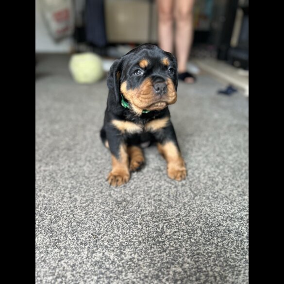 Rottweiler - Bitches